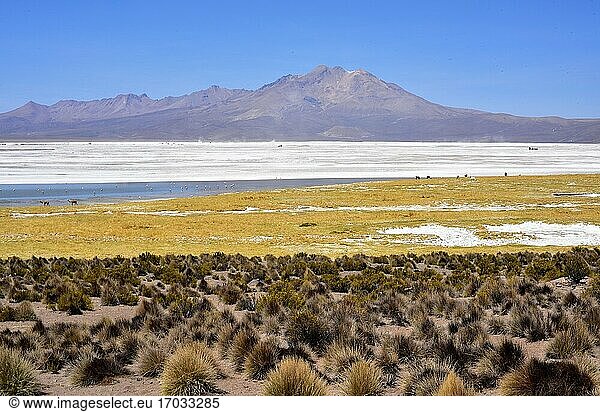 Naturdenkmal Salar de Surire. Im Vordergrund Paja Brava (Festuca orthophylla). Norte Grande de Chile.