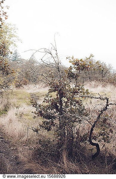 nature  landscape  autumn  rural  tree