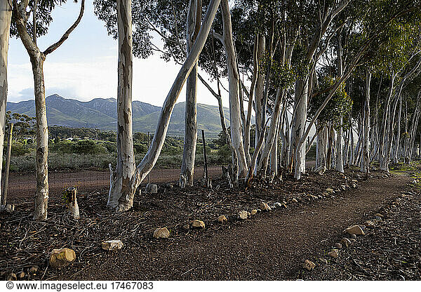 Nature reserve and walking trail  a path through mature blue gum trees and a mountain view  early morning.