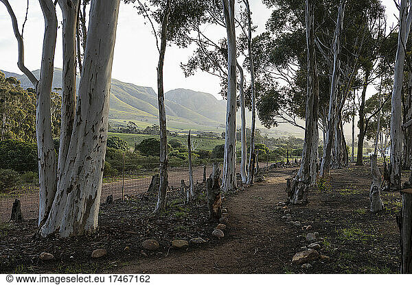 Nature reserve and walking trail  a path through mature blue gum trees and a mountain view  early morning.