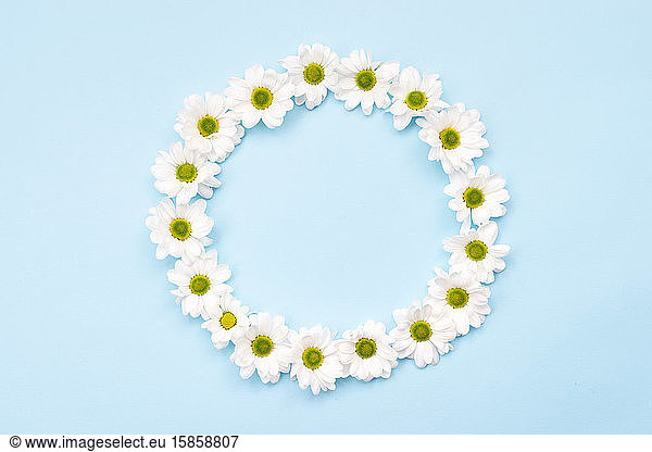 Naturhintergrund  weiße Gänseblümchen kreisförmig angeordnet auf weißem Hintergrund mit Kopierraum