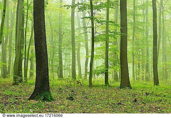 Naturnaher Laubmischwald aus Eichen und Buchen im Nebel  bei Naumburg  Burgenlandkreis  Sachsen-Anhalt  Deutschland  Europa
