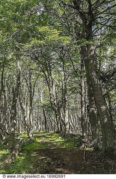Naturschutzgebiet Arakur  Hotel Arakur Ushuaia Resort and Spa  Ushuaia  Feuerland  Patagonien  Argentinien