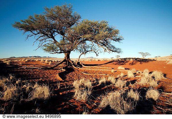 Naturschutzgebiet Baum Landschaft Namibia Geographie Afrika