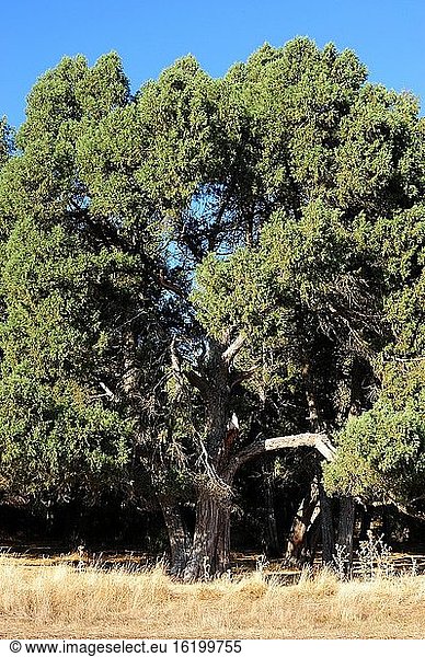 Naturschutzgebiet Sabinar de Calata?azor. Sabina albar (Juniperus thurifera). Provinz Soria  Kastilien und Leon  Spanien.