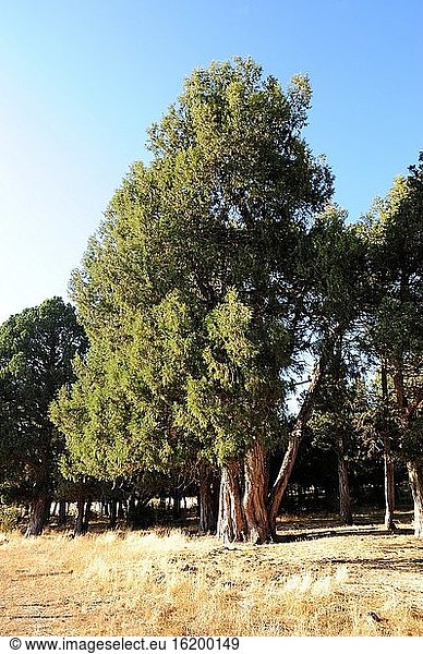 Naturschutzgebiet Sabinar de Calata?azor. Sabina albar (Juniperus thurifera). Provinz Soria  Kastilien und Leon  Spanien.