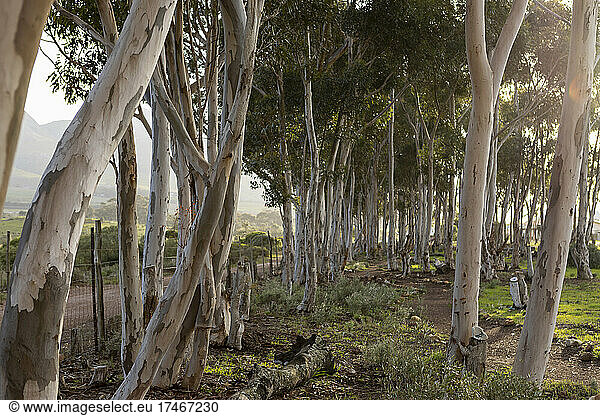 Naturschutzgebiet und Wanderweg  ein Weg durch alte Eukalyptusbäume und mit Blick auf die Berge  am frühen Morgen.
