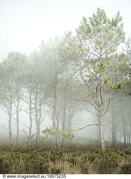 Nebel in den Wald hinein