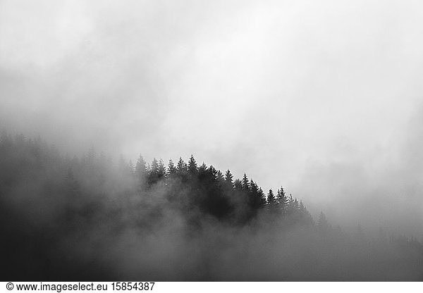 nebel wirbelt um einen mit Kiefern bewachsenen Berg in Washington