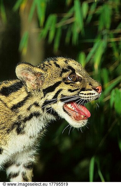 Nebelparder (Neofelis nebulosa)  Raubkatzen  Raubtiere  Säugetiere  Tiere  Clouded Leopard young female  mouth open