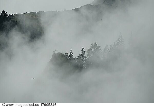 Nebelstimmung in den Voralpen  Wald und Nebel  Bayern  Deutschland  Europa
