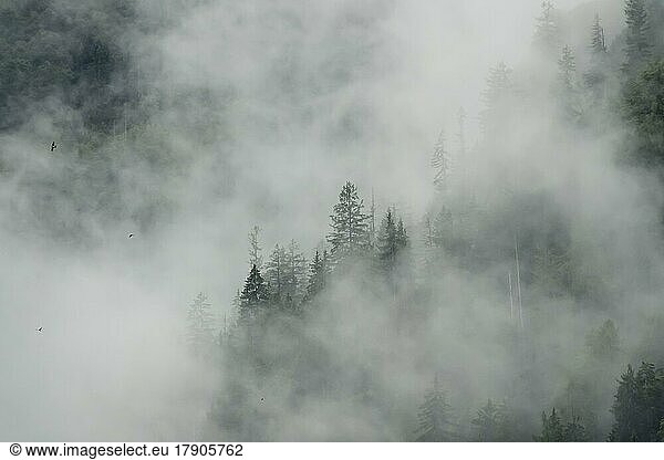 Nebelstimmung in den Voralpen  Wald und Nebel  Bayern  Deutschland  Europa