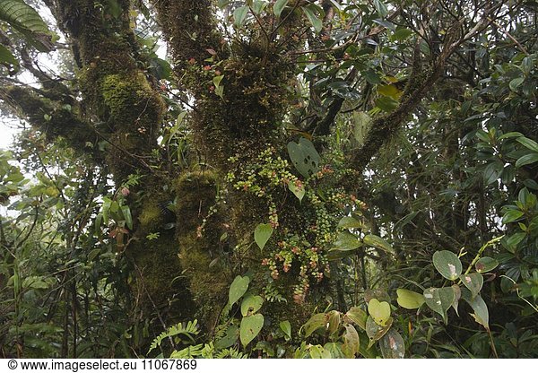 Nebelwald,  Reserva biologica Bosque Nuboso,  Provinz Alajuela,  Costa Rica,  Nordamerika