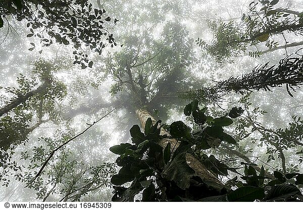 Nebliger Dschungel  Mashpi-Nebelwald im Choco-Regenwald  Ecuador  Südamerika