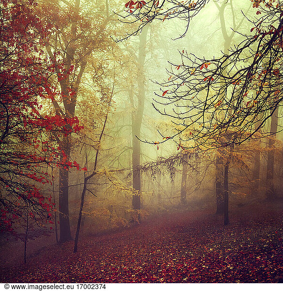 Nebliger Herbstwald