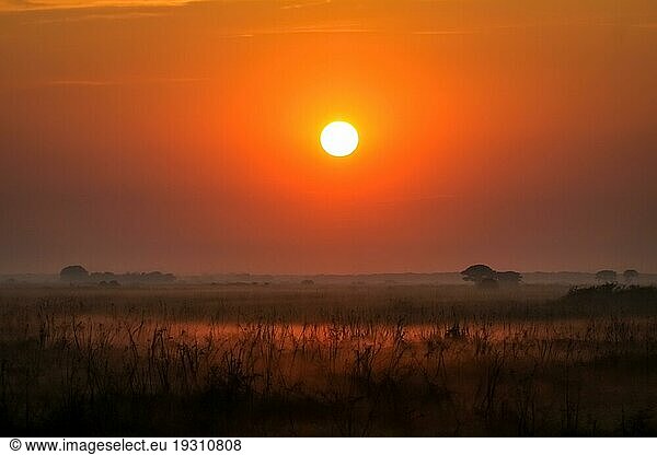 Nebliger Sonnenaufgang Pantanal Feuchtgebiete  Brasilien  Südamerika