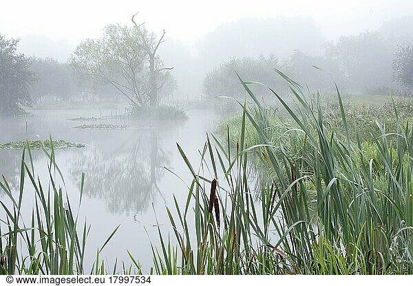 Nebliger Teich auf Bio-Bauernhof im Morgengrauen  West Yorkshire  England  September