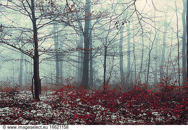 Nebliger Wald im Winter