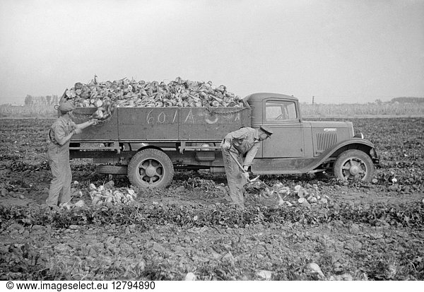 NEBRASKA: BEET FARM  1938. Farmers loading a truck with sugar beets in Lincoln  Nebraska. Photograph by John Vachon  October 1938.