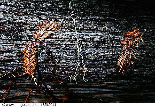 Needles and plants on decaying wood in the forest.