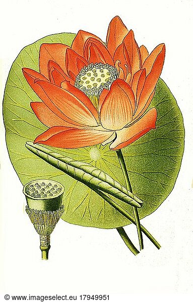 Nelumbium speciosum  Indian lotus  Lotus  digital  restored reproduction of a 19th century original