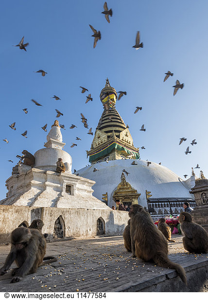 Nepal  Himalaya  Kathmandu  Swayambhunath Stupa with monkeys and birds