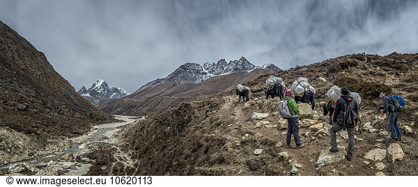Nepal  Himalaya  Khumbu  Pheriche  trekkers and pack animals on hiking trail