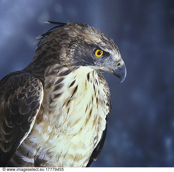 Nepalhaubenadler (Nisaetus nipalensis)  Adler  Greifvögel  Tiere  Vögel  Hawk Eagle Hodgson's (Spizaetus nipalensis)