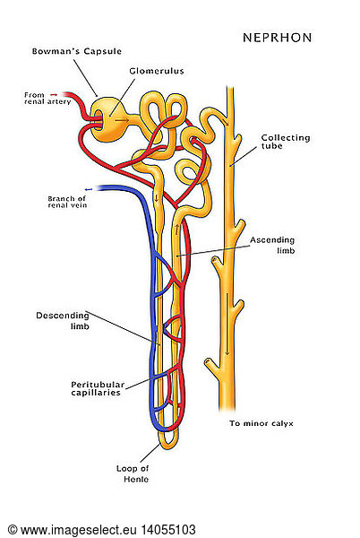 Nephron of the Kidney Nephron of the Kidney, Illustration,arteries ...