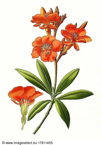 Nerium oleander  Oleander  Rosenlorbeer  digital restaurierte Reproduktion einer Vorlage aus dem 19  Jahrhundert