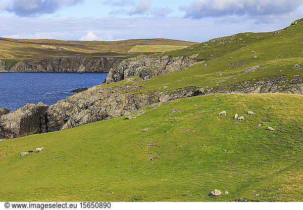 Ness of Hillswick  interessante Geologie  zerklüftete Klippen  grüne Hügel  Schafe  Northmavine  Shetlandinseln  Schottland  Vereinigtes Königreich