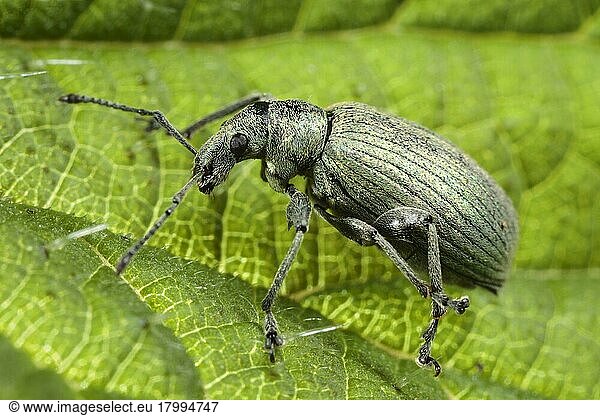 Nesselkäfer (Phyllobius pomaceus) adult  auf Brennnesselblatt  Powys  Wales