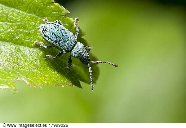 Nesselkäfer (Phyllobius pomaceus) adult  stehend auf Blatt  Kent  England  Juni