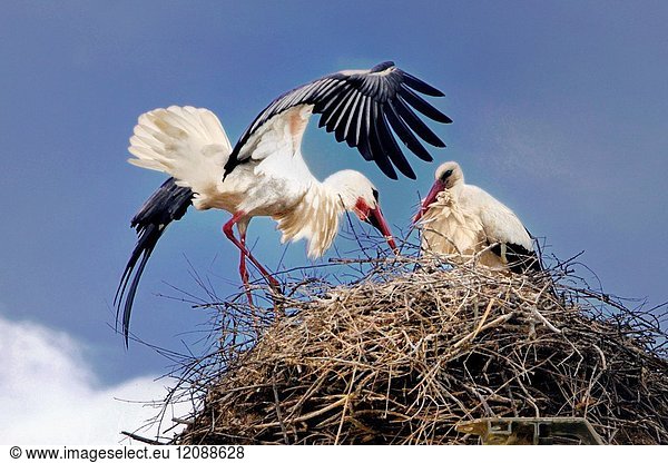 Nest and couple of storks. Flix  Tarragona  Catalonia  Spain.