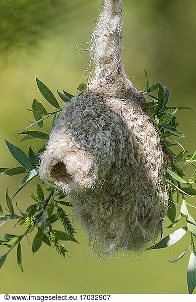 Nest der Beutelmeise (Remiz pendulinus)  Nest an einem Weidenbaum hängend  Kampanien  Italien.
