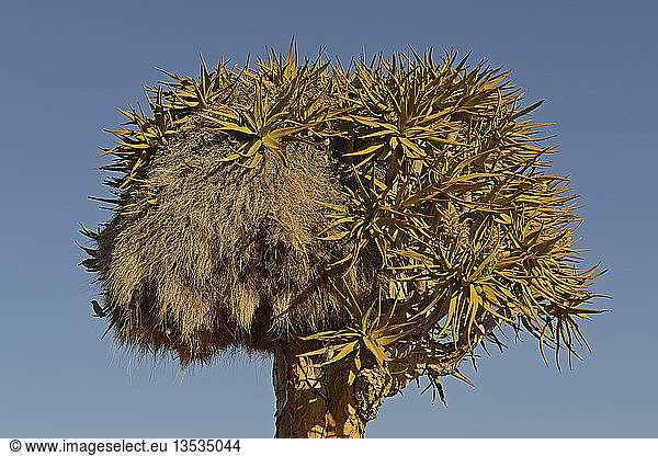 Nest des geselligen Webers (Philetairus socius) in einem Köcherbaum (Aloe dichotoma),  Keetmanshoop,  Karas Region,  Namibia,  Afrika