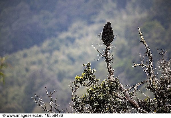 Nest im Aberdare-Nationalpark  Kenia