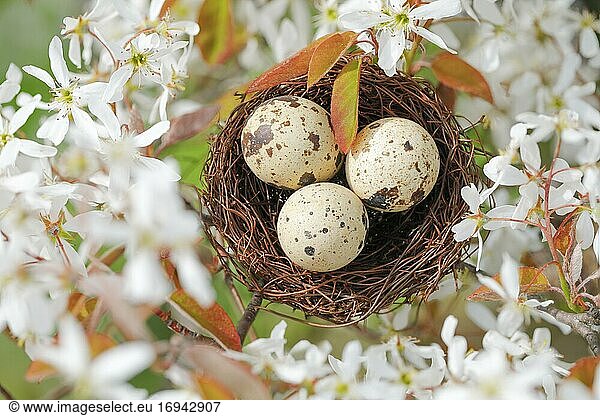 Nest in Felsenbirne Baum  Schweiz  Europa