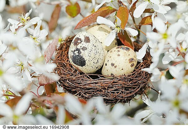 Nest in Felsenbirne Baum  Schweiz  Europa