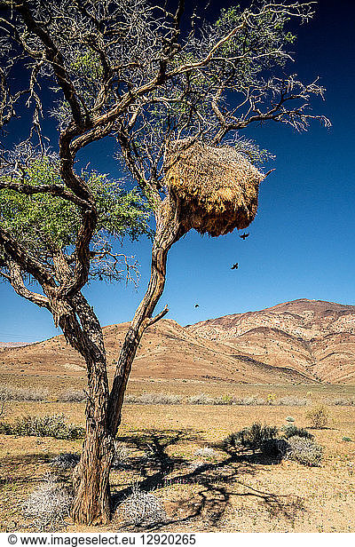 Nest of sociable weaver birds (philetairus socius) high up in a tree with mountains in background,  Namib-Naukluft,  Namibia