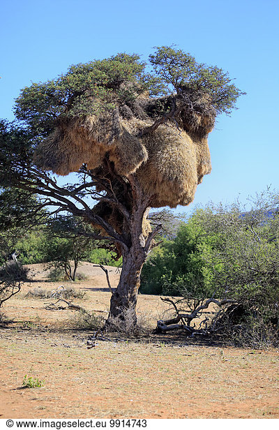 Nest von Siedelwebern im Baum,  Siedelsperling,  (Philetairus socius),  Siedelwebernest,  Kolonie,  Tswalu Game Reserve,  Kalahari,  Nordkap,  Südafrika
