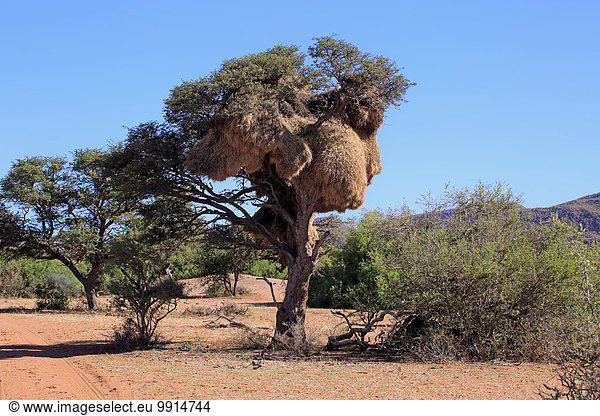 Nest von Siedelwebern im Baum, Siedelsperling, (Philetairus socius), Siedelwebernest, Kolonie, Tswalu Game Reserve, Kalahari, Nordkap, Südafrika