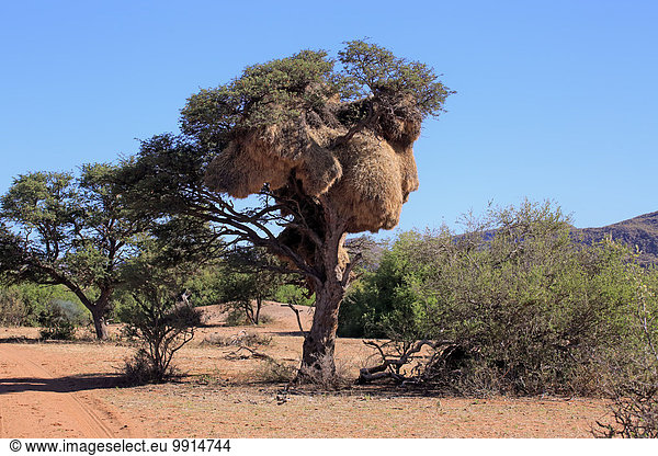 Nest von Siedelwebern im Baum  Siedelsperling  (Philetairus socius)  Siedelwebernest  Kolonie  Tswalu Game Reserve  Kalahari  Nordkap  Südafrika