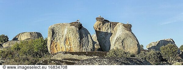 Nester des Weißstorchs (Ciconia ciconia) im Naturdenkmal Los Barruecos  Extremadura  Spanien