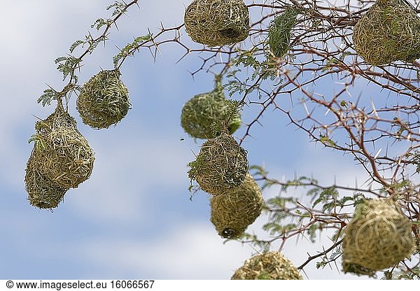 Nester von Südlichen Maskenwebern (Ploceus velatus)  die an den Ästen hängen  Kgalagadi Transfrontier Park  Nordkap  Südafrika  Afrika.