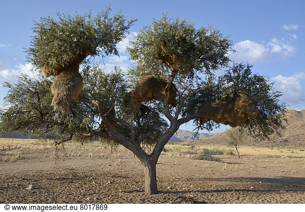 Nester von Siedelwebern (Philetairus socius) in einem Baum