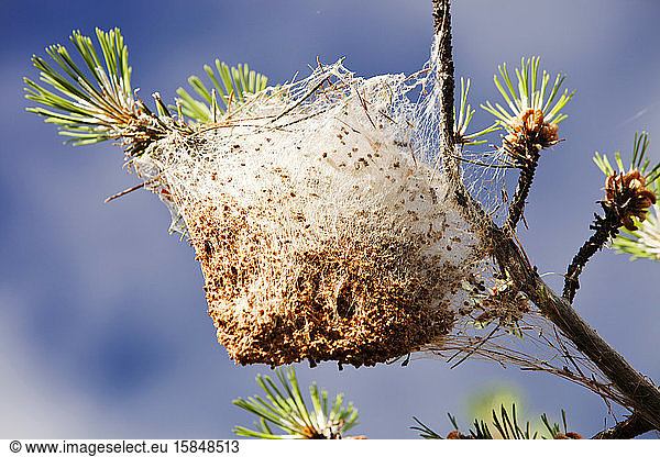 Nests of the Pine Processionary Caterpiller (Thaumetopoea pityocampa) in pine trees in the Sierra Nevada mountains of southern Spain. These moth caterpillars attack and eat the pine needles
