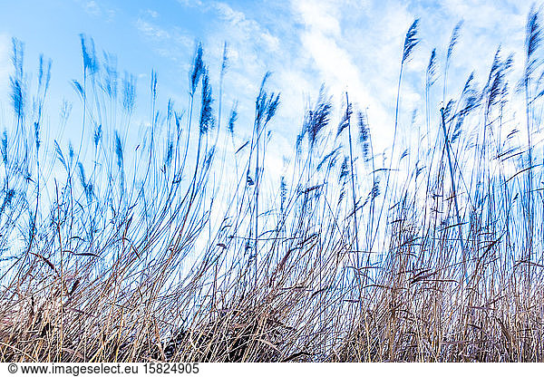 Netherlands,  Goeree-Overflakkee,  Reed against the sky