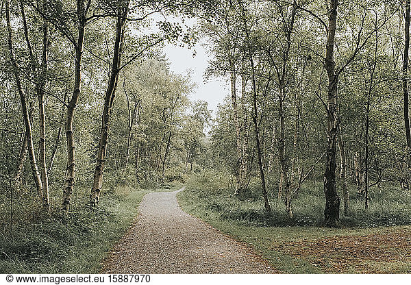 Netherlands,  Schiermonnikoog,  path through the forest