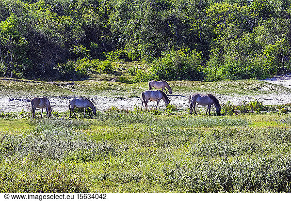 Netherlands,  Zeeland,  Oostkapelle,  wild horses grazing in wildlife reserve